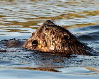 Suda birbirlerini tımar eden kunduzlar kahverengi kürk, kafa, kulak, burun, göz, yaşam alanları ve çevrelerinde bıyıklar sergiliyorlar. Görüntü. Görüntü. Portre. Fotoğraf..