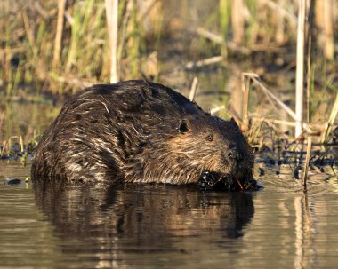 Kunduz profili görüntüsü gölde ağaç dalı kabuğu yiyor. Çevresinde ve habitatında bulanık yapraklar var. Görüntü. Görüntü. Portre. Fotoğraf..