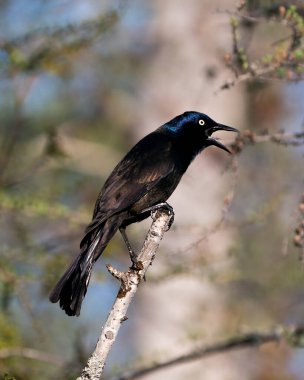 Grackle kuş ormanda bulanık bir arka plan ile tünemiş vücut, mavi leylak tüyü tüyleri, baş, ayak, göz, doğal ortamında ve çevresinde açık gaga. Genel Grackle Resmi. Görüntü. Portre.