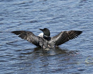 Dalgıç kuşu profil görüntüsü, sulak arazisinde kanatları açık ve bulanık mavi su arka planına sahip yaşam alanı. Dalgıçlar Ülkesi İmajı. Dalgıç kuşu. Ahmak Kuru Kanatlar. Görüntü. Portre.
