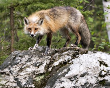 Kızıl tilki, yaşam alanı ve çevresindeki kozalaklı orman arka planıyla büyük bir kayanın üzerinde duruyor. Görüntü. Portre. Tilki Resmi.