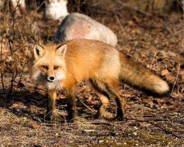 Red Fox 'un yan görüntüsü ilkbaharda çevre ve habitatında bulanık arkaplanlı kameraya bakıyor. Görüntü. Portre. Tilki Resmi.