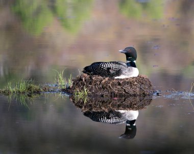 Dalgıç kuşu yuvasına bataklık otları, çevresindeki göl kıyısındaki çamur ve su ve kırmızı göz, siyah ve beyaz tüy tüyleri, vücut yansıması ile yeşilimsi boynu sergiliyor. Tımarhane görüntüsü. Sulak Bölge 'de bir kaçık. Dalgıç kuşu gölde.