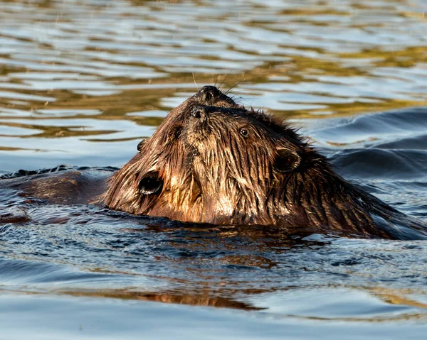 Beaver Couple Water Grooming Each Other Displaying Brown Fur Head — Stock Photo, Image