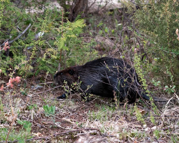 Bever Close Profielweergave Het Veld Foerageert Toont Bruine Vacht Lichaam — Stockfoto