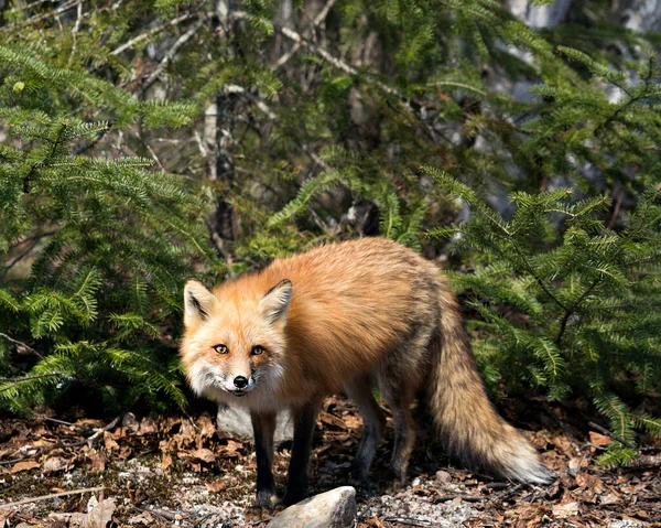 Lkbahar Mevsiminde Kırmızı Tilki Yakından Profil Görüntüsü Tilki Kuyruğu Kürkü — Stok fotoğraf