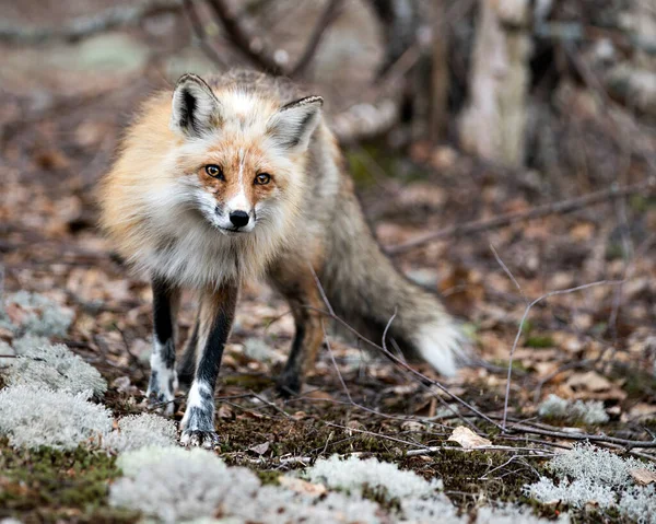 Red Fox Zbliżenie Stojąc Mech Rozmytym Tle Ciesząc Się Jego — Zdjęcie stockowe