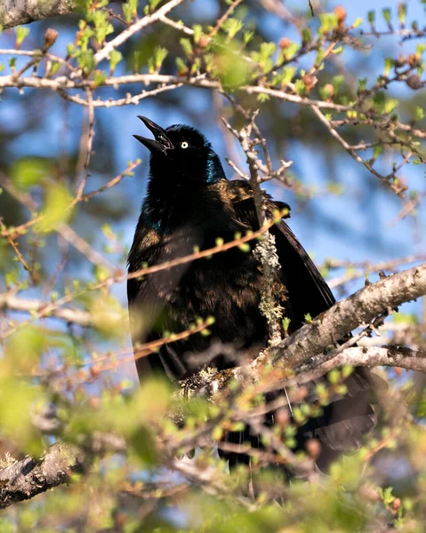 Grackle Πουλί Σκαρφαλωμένο Θολή Φόντο Στο Δάσος Εμφανίζει Σώμα Μπλε — Φωτογραφία Αρχείου