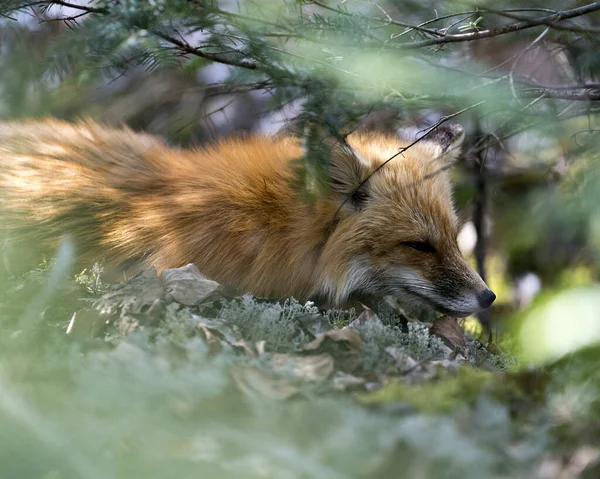 Kızıl tilki başı, doğal yaşam alanı ve çevresindeki kozalaklı dallar aracılığıyla yakın plan profil görüntüsü alıyor. Fox Image 'da. Görüntü. Portre. Fotoğraf. Kafasından vur..