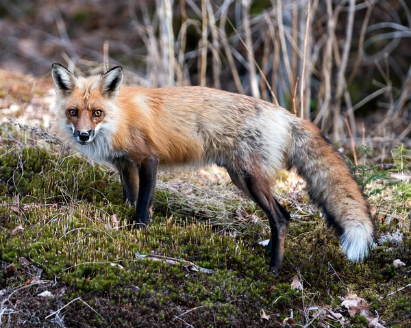 Widok Boczny Profilu Red Fox Stojący Wiosną Zielonym Mchu Rozmytym — Zdjęcie stockowe