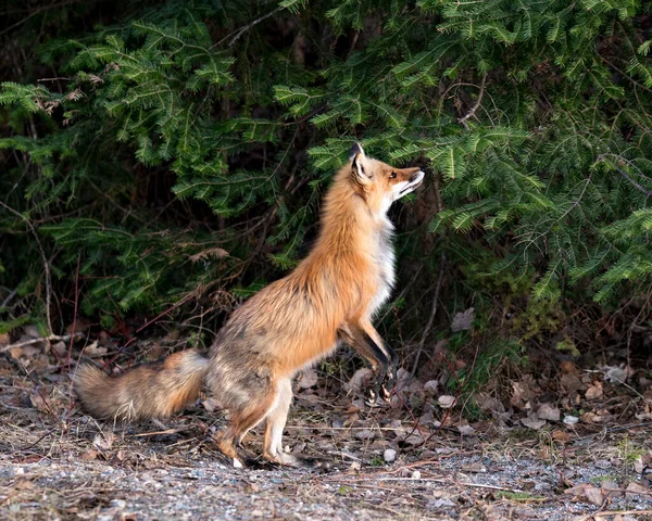 Red Fox Стоящий Петлях Ног Нюхающий Ель Игольное Дерево Весенний — стоковое фото