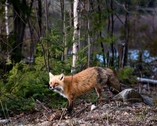Widok Boczny Profilu Red Fox Sezonie Wiosennym Zamglonym Lasem Iglastym — Zdjęcie stockowe