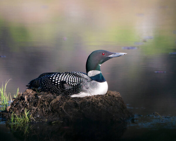 Loon nesting on its nest with marsh grasses, mud and water in its environment and habitat displaying red eye, black and white feather plumage, greenish neck with a blur background. Loon Nest Image. Loon on Lake. Loon in Wetland. Pict