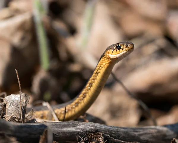 Snake Head Shot Close Profile View Its Environment Habitat Blur — Stock Photo, Image