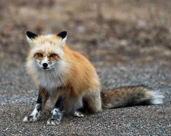 Red Einzigartige Fuchs Nahaufnahme Profil Ansicht Sitzend Und Blickend Kamera — Stockfoto