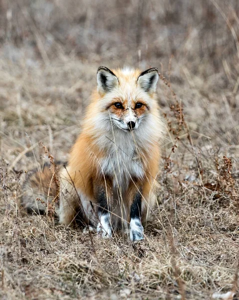 Červená Unikátní Fox Close Profil Pohled Sedí Dívá Kameru Jarním — Stock fotografie