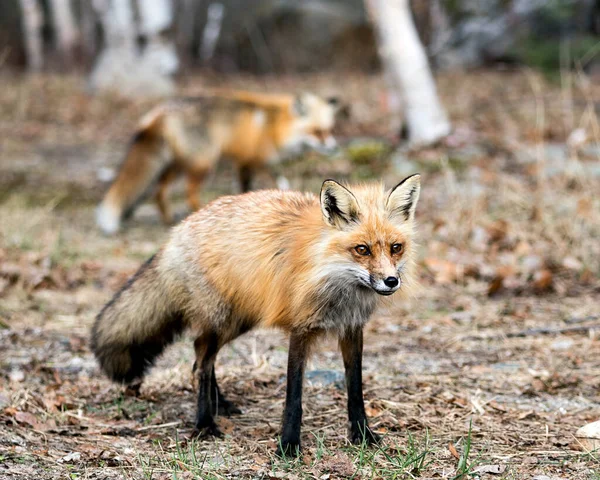 Red Fox Close Profile View Springtime Blur Fox Birch Trees — Stock Photo, Image