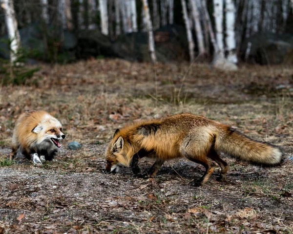 Pareja Zorros Rojos Jugando Con Abedules Fondo Primavera Mostrando Cola — Foto de Stock