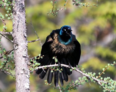 Mavi leylak tüyü, açık kuyruk, kafa, doğal yaşam alanı ve ortamında açık gagayı gösteren bulanık bir arka planı olan grackle kuşu. Genel Grackle Resmi. Görüntü. Portre.