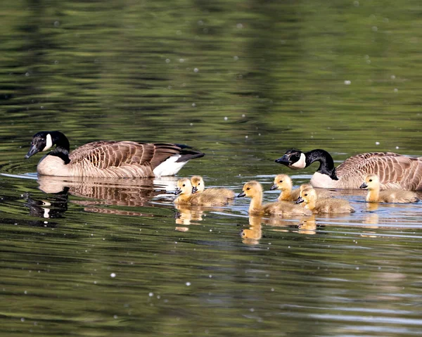 Gansos Canadienses Con Sus Bebés Gosling Nadando Mostrando Sus Alas — Foto de Stock