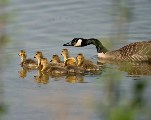 Gansos Canadienses Con Bebés Gosling Nadando Entorno Hábitat Canada Geese — Foto de Stock