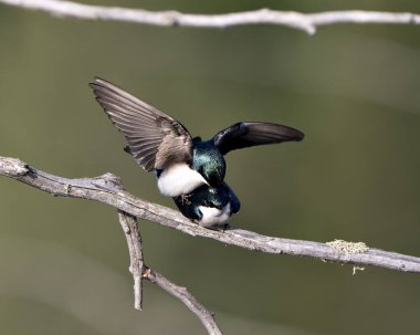Kur yapma mevsiminde kırlangıç çifti ve onun sırtını cezbediyor. Çevrelerinde ve arka planda bulanık kanatlarını sergiliyor. Görüntü. Görüntü. Portre.