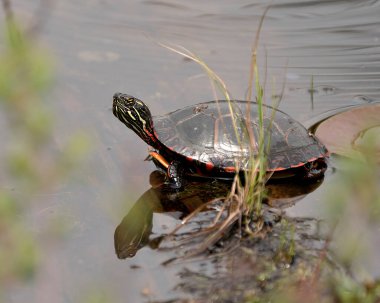 Havuzdaki bir kütüğe boyanmış kaplumbağa. Kaplumbağa kabuğu, başı, çevresindeki ve yaşam alanındaki pençelerini gösteren zambak yastıkları var. Görüntü. Görüntü. Portre.
