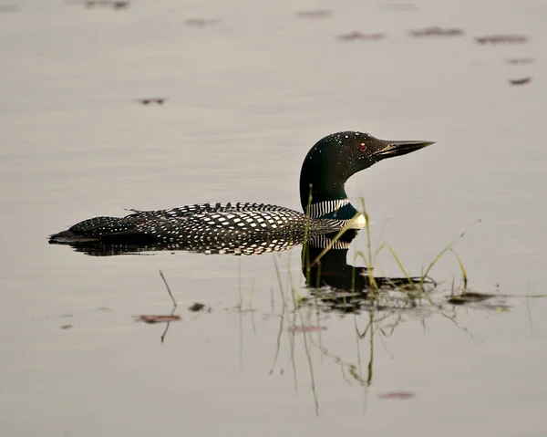 Loon Close Vista Frontal Nadando Lago Seu Ambiente Habitat Exibindo — Fotografia de Stock