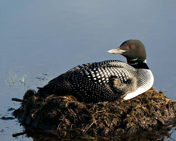 Loon Nidificação Seu Ninho Com Gramíneas Pântano Lama Água Margem — Fotografia de Stock