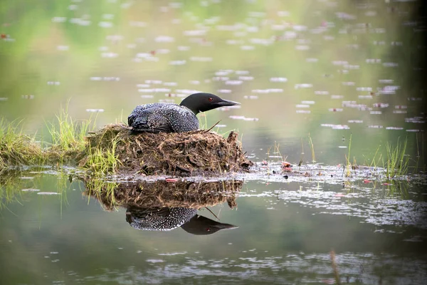 Loon Nistet Auf Seinem Nest Mit Sumpfgräsern Schlamm Und Wasser — Stockfoto