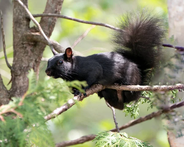 Eichhörnchen Nahaufnahme Profil Ansicht Wald Auf Einem Ast Stehend Mit — Stockfoto