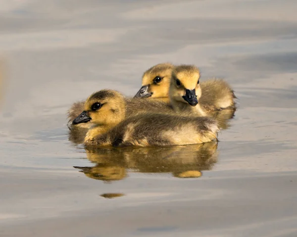 Bebés Canadienses Gosling Primer Plano Vista Del Perfil Nadando Entorno — Foto de Stock