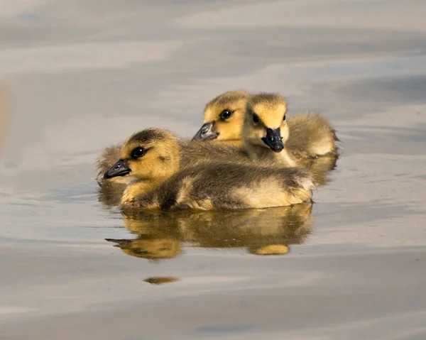 Kanadalı bebekler, çevrelerinde yüzen ve su altyapısına sahip yaşam alanlarına yakından bakıyorlar. Canada Goose Gosling Görüntüsü. Görüntü. Portre. Fotoğraf..