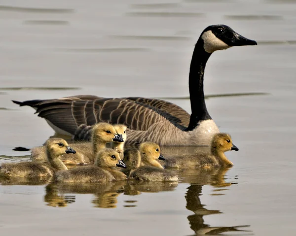 Καναδέζικη Χήνα Μωρά Που Κολυμπούν Στο Περιβάλλον Και Περιβάλλον Τους — Φωτογραφία Αρχείου