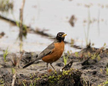 Amerikan Robin kuşunun çevre ve habitatında yeşillik, çamur ve bulanık su arka planına sahip deniz kenarındaki yakın çekim profili. Robin Image. Görüntü. Portre. Fotoğraf..
