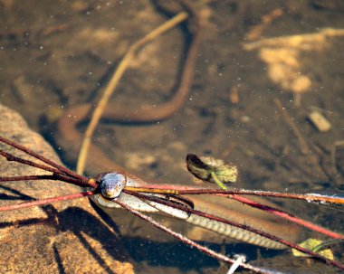Suyun başındaki su, çevresindeki ve habitatındaki bulanık suda kayalar ve yapraklarla göz gösteren yılan yakından profil görüntüsü. Görüntü. Görüntü. Portre. Fotoğraf..