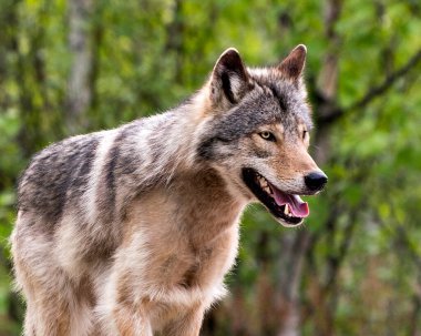 Kuzey Ontario 'daki ilkbaharda çalılıklarda, çevresindeki ve arka planındaki bulanık habitattaki kurt yakından profil görüntüsü. Görüntü. Kafasından vur. Görüntü. Portre. Fotoğraf.. 