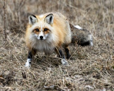 Kırmızı benzersiz tilki yakından profil ön görüntüsü bahar mevsiminde çevresine ve bulanık arka planına bakan kameraya bakıyor. Fox Image 'da. Görüntü. Portre. Fotoğraf. Eşsiz Tilki.