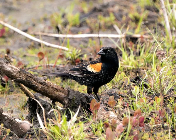 Краснокрылый Вид Профиль Blackbird Крупным Планом Ветке Фоновой Передней Листвой — стоковое фото