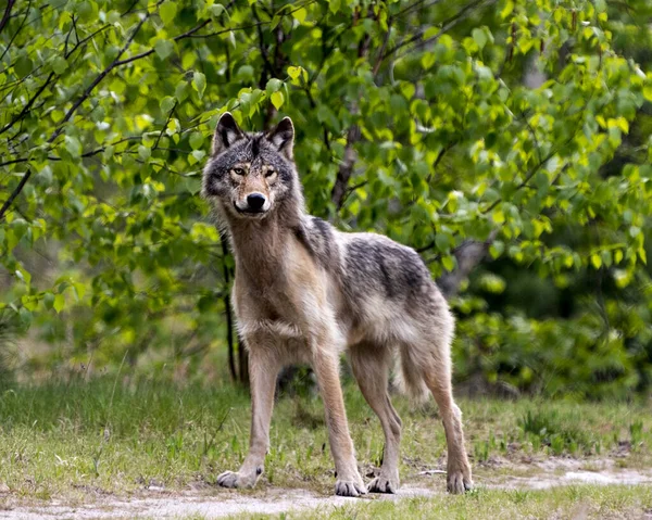 늑대는 온타리오주 북부의 속에서 배경의 서식지에서 카메라를 자세히 이미지 사진찍어 — 스톡 사진