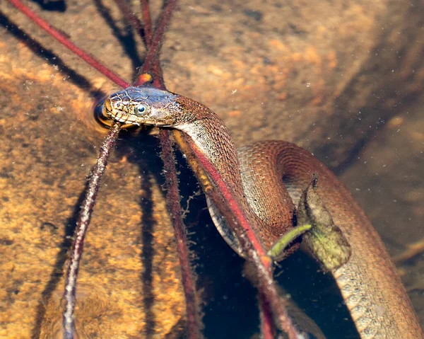 Snake Close Profile View Water Displaying Head Out Water Rocks — Stock Photo, Image