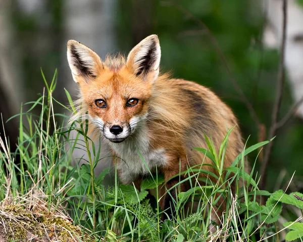 Red Fox Head Shot Close Profile View Olhando Para Câmera — Fotografia de Stock