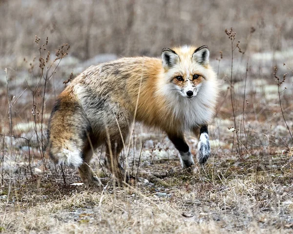 Red Unique Fox Close Profile Looking Camera Spring Season Its — Photo
