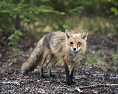 İlkbaharda Red Fox 'un çevre ve habitatında kozalaklı ağaç arkaplanı olan yakın plan profilli yan görüntüsü. Fox Image 'da. Görüntü. Portre.