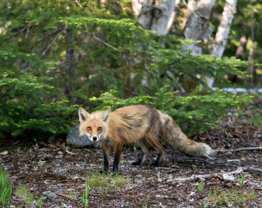 İlkbaharda Red Fox 'un çevre ve habitatında kozalaklı ve huş ağacının arka planına sahip yan görüntüsü. Fox Image 'da. Görüntü. Portre.