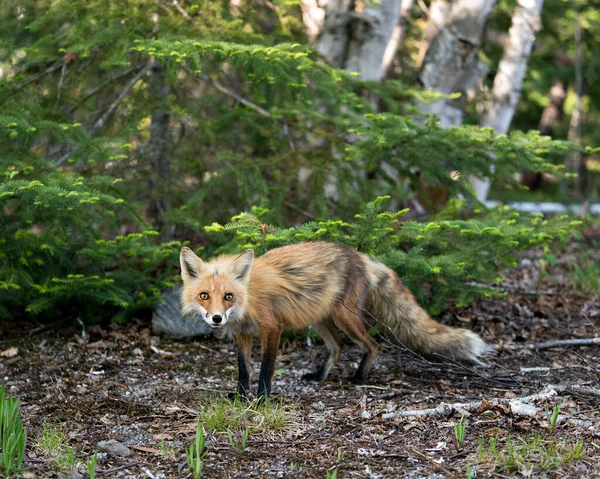 Widok Boczny Profilu Red Fox Wiosnę Tłem Drzewa Iglastego Brzozy — Zdjęcie stockowe