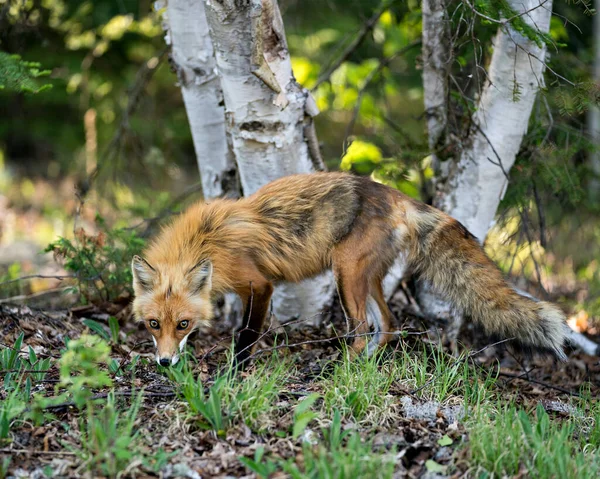 Red Fox Vista Lateral Del Perfil Primer Plano Primavera Con — Foto de Stock