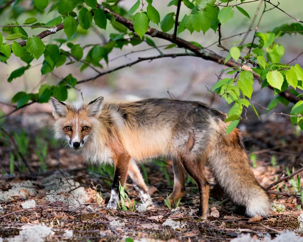Kırmızı tilki profili yan görüntüsü ilkbaharda ağaç zemininde ve doğal ortamında beyaz yosun zemininde kameraya bakıyor. Fox Image 'da. Görüntü. Portre. Fotoğraf..