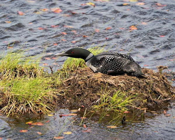 호숫가에 과물로 둥지를 배경으로 서식지를 꾸민다 일반적 Loon Nest Image — 스톡 사진