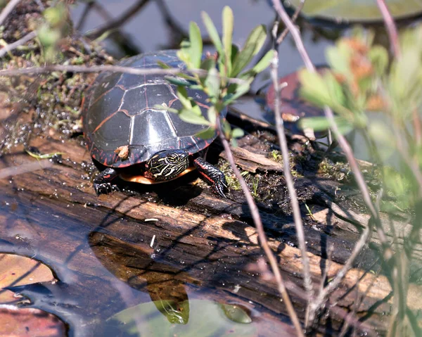 Schilderde Schildpad Rustend Een Stam Vijver Met Lelievijver Waterlelies Mos — Stockfoto